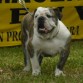 Aqui quede primero en el festival de mascotas del C.C la Herradura